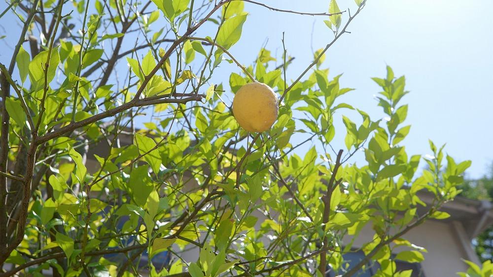 未就園児活動